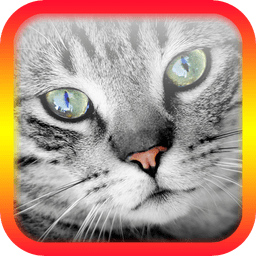 猫翻译模拟app